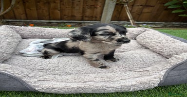 Labradoodle dogs - Advert 7