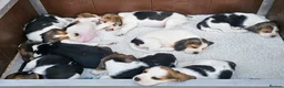Beagle dogs for sale: Stunning Litter of KC Registered Beagle Pups  in Thirsk - Advert 17
