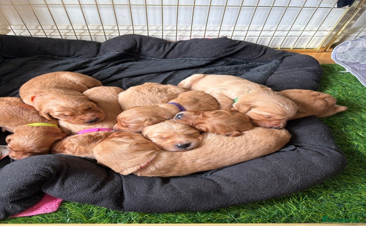 Golden Retriever dogs - Advert 4