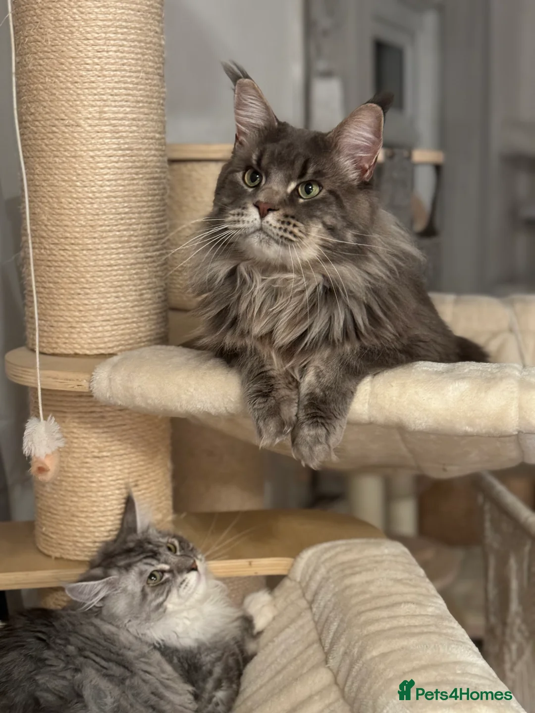 Maine Coon cats for stud: 🔥Beautiful stud Maine Coon ❤️ in Northampton - Advert 11