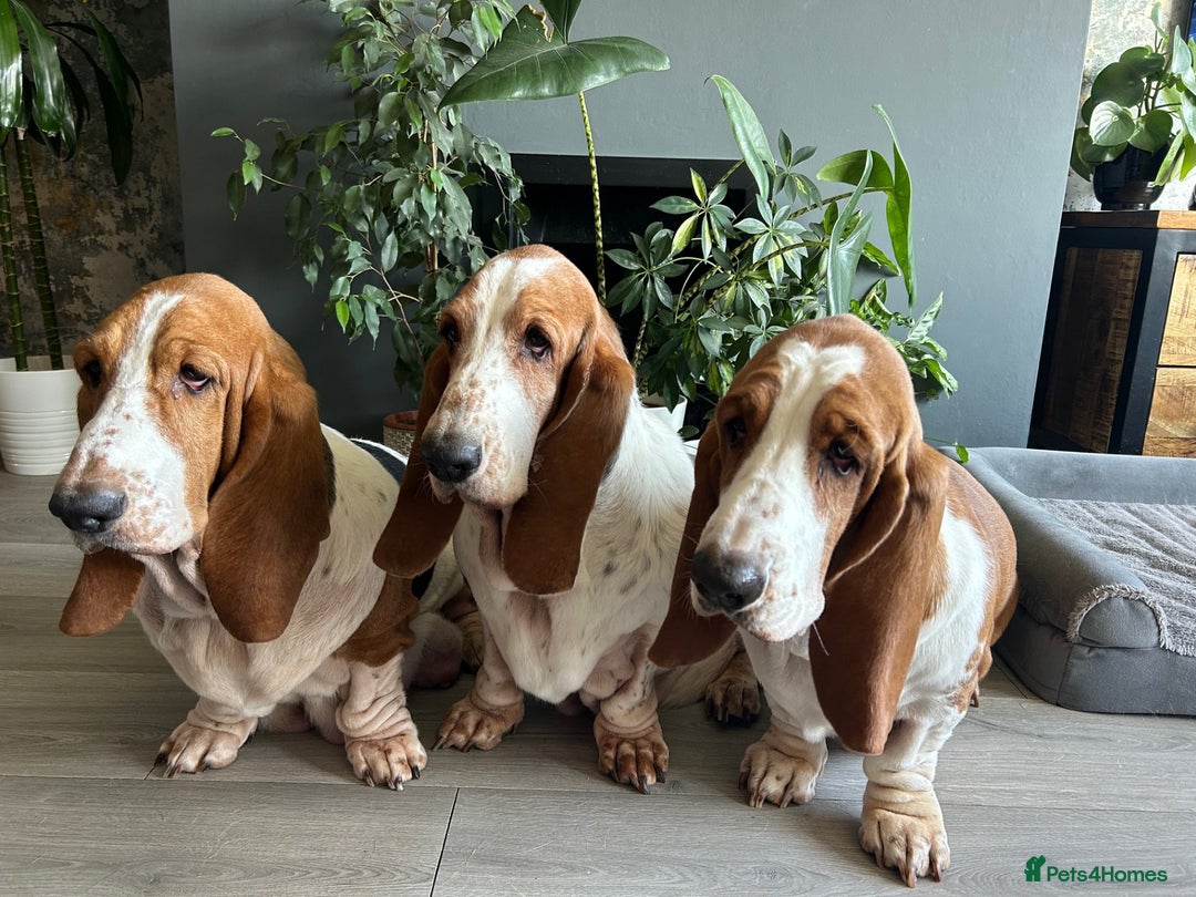 Basset Hound dogs for sale: Pregnancy Confirmed - KC Basset Pups  - Advert 4