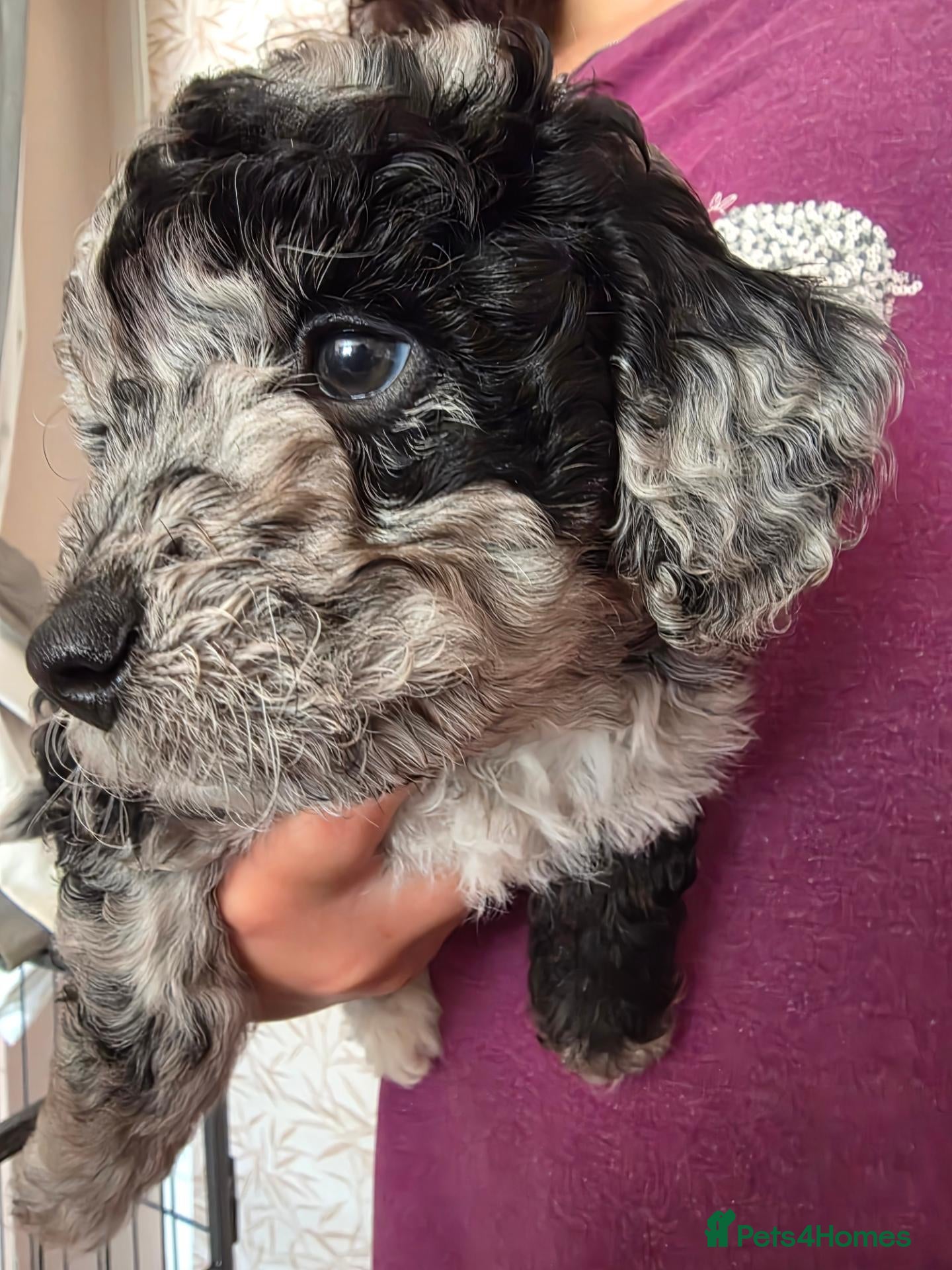 Labradoodle dogs Beautiful cuddly mini F1b Labradoodles  - Advert 3