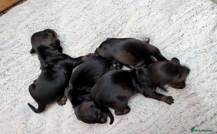 Dachshund dogs - Advert 13