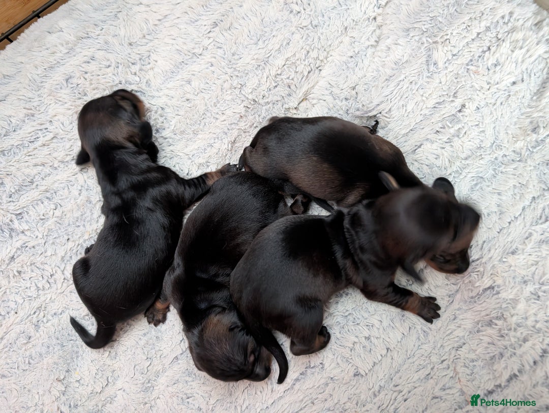 Dachshund dogs for sale: Dachshund Puppies  - Image 1