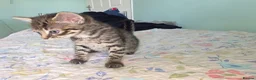 Mixed Breed cats for sale: we are looking for a home,  - Advert 20