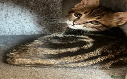 Domestic Shorthair cats for sale: 5 kittens on sale - Image 6