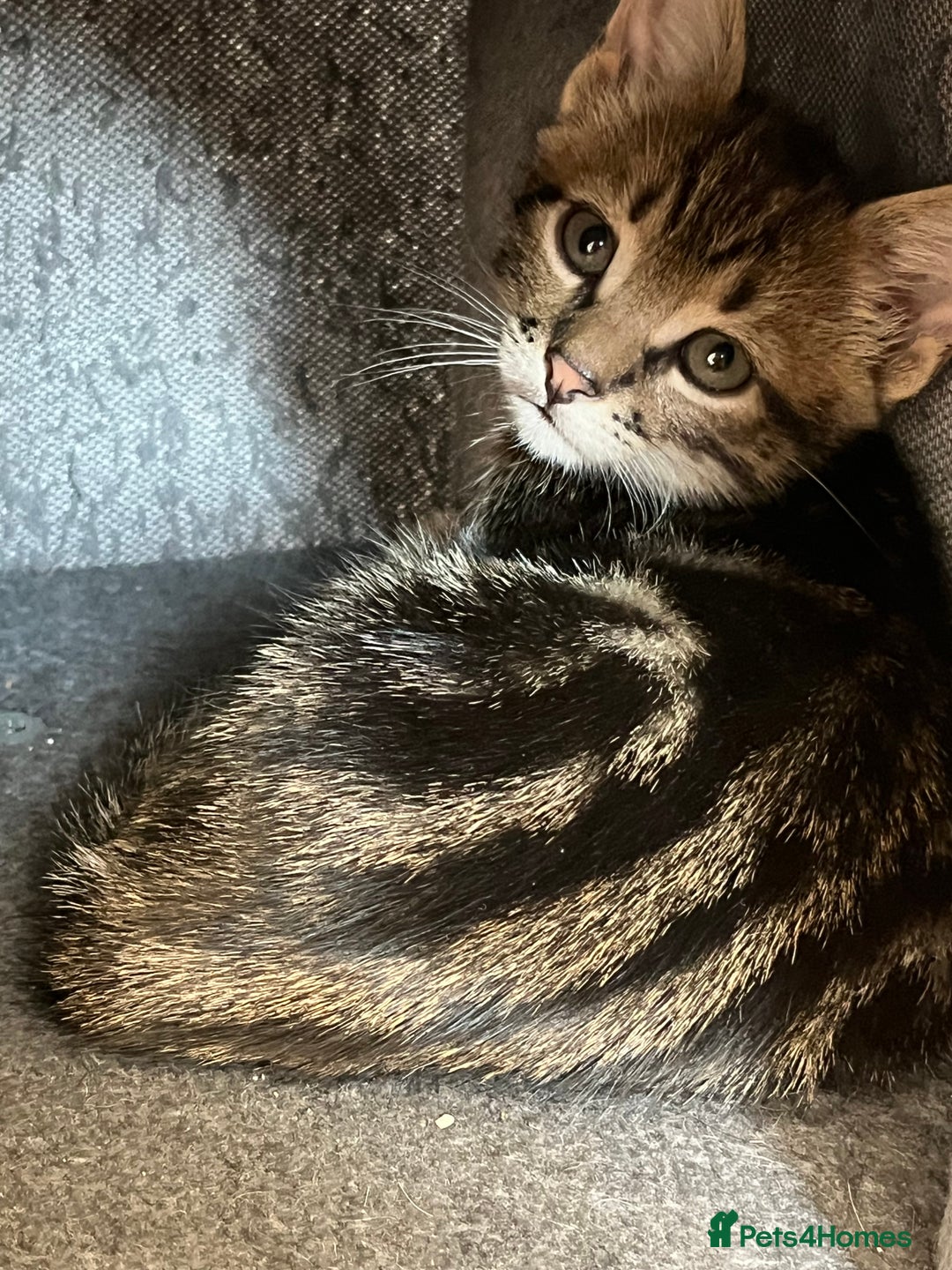 Domestic Shorthair cats for sale: 5 kittens on sale - Image 6