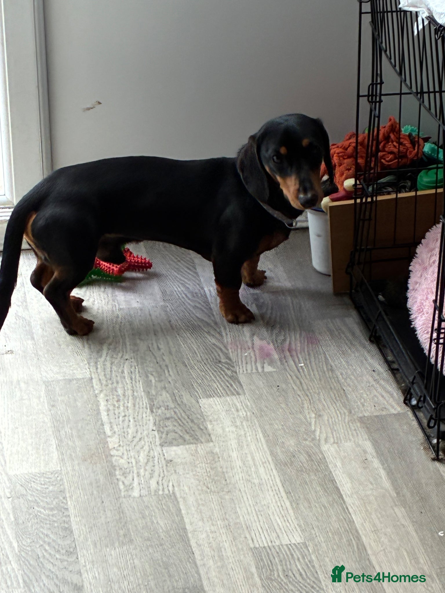 Miniature Dachshund dogs for sale: Miniature Dachshund  in Telford - Advert 3