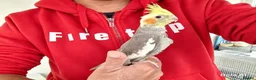 Cockatiels birds for sale: Super hand tamed baby cockatiel for sale - Advert 6