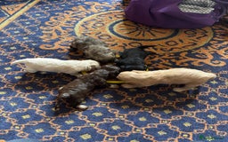Mixed Breed dogs for sale: Cross puppies for sale  - Image 9