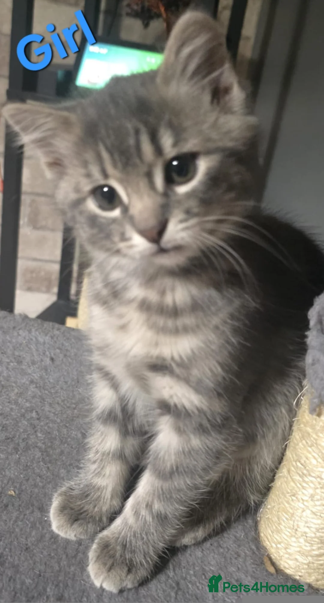 Mixed Breed cats for sale: GREY MIXED TABBY X3 - Advert 5