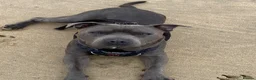 Staffordshire Bull Terrier dogs for stud: Frank. - Advert 4