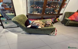 American Bully dogs for sale: Rambo American pocket bully 10 months  - Image 9