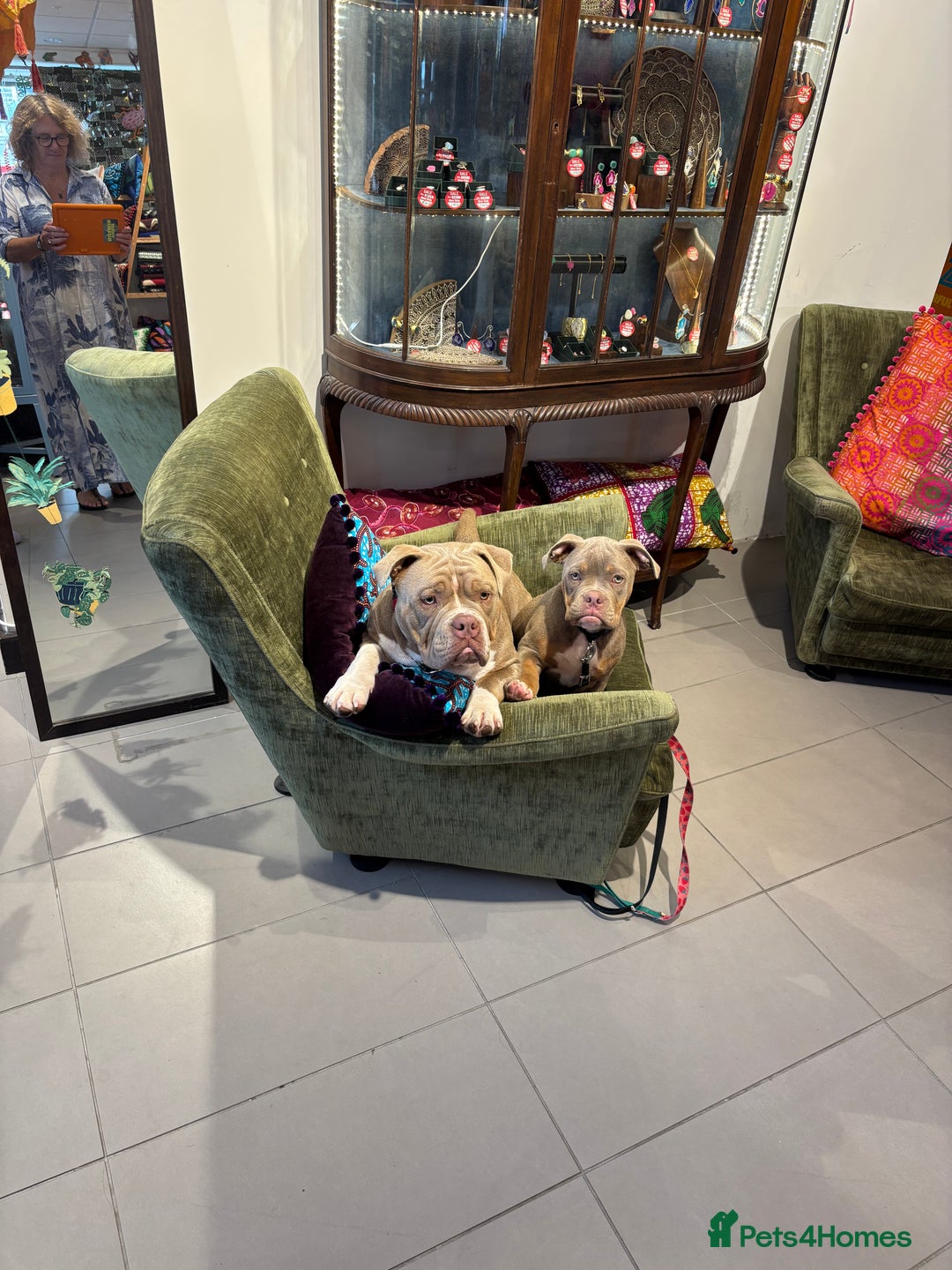 American Bully dogs for sale: Rambo American pocket bully 10 months  - Image 9