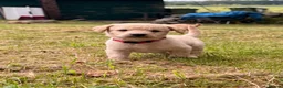 Labradoodle dogs for sale: Labradoodle puppies  in Banchory - Advert 12