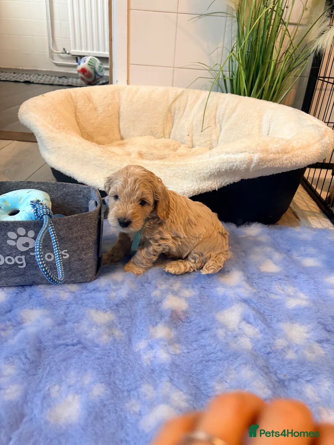 Cockapoo dogs for sale: F1B cockapoos last boy left  - Advert 15