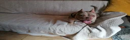 Mixed Breed dogs for adoption: ❤️🐶 COCO – 2-year-old small-medium Micro Bulldog - Advert 13
