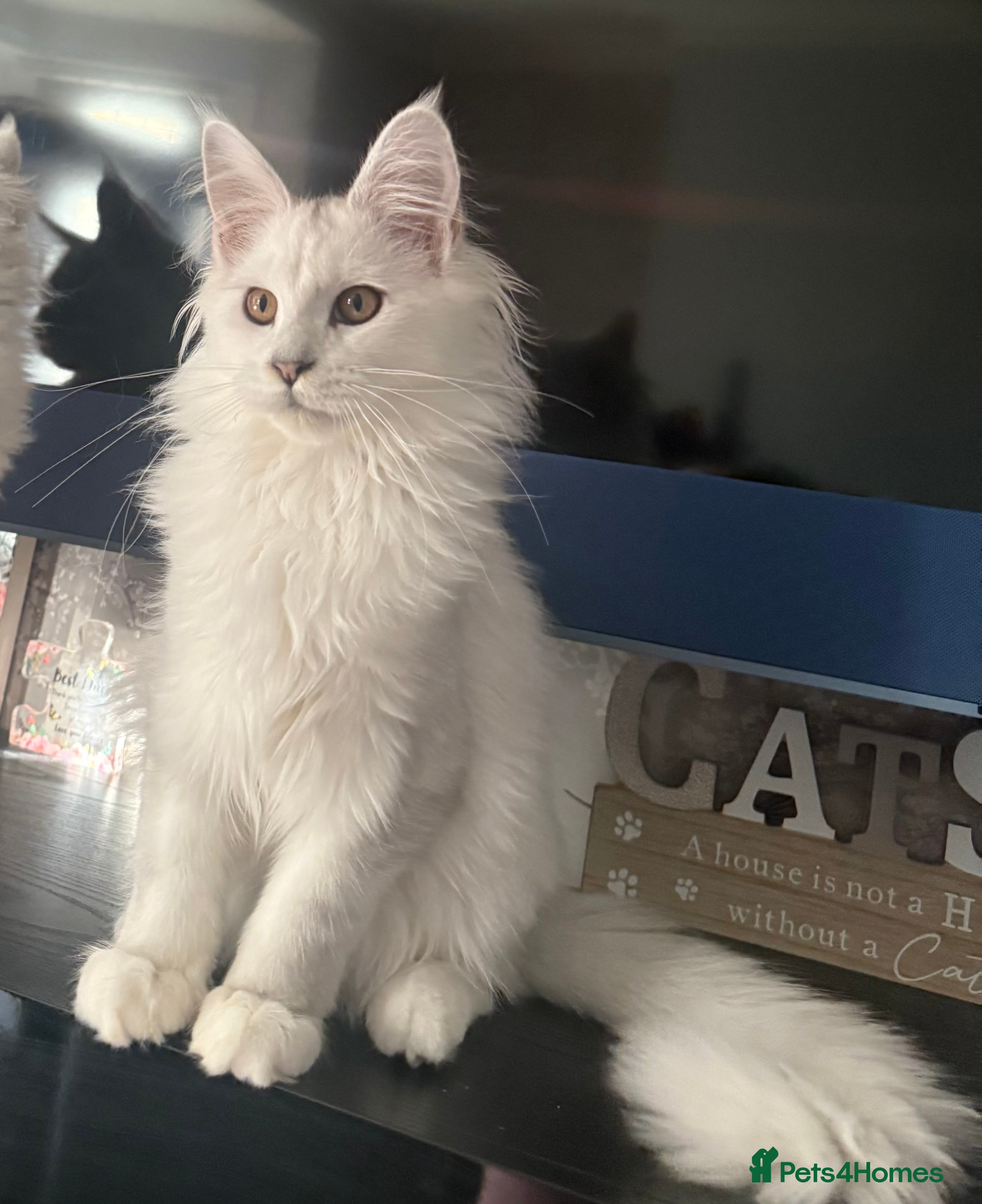 Maine Coon cats Purebred registered DNA clear Maine Coon Kitten - Advert 7