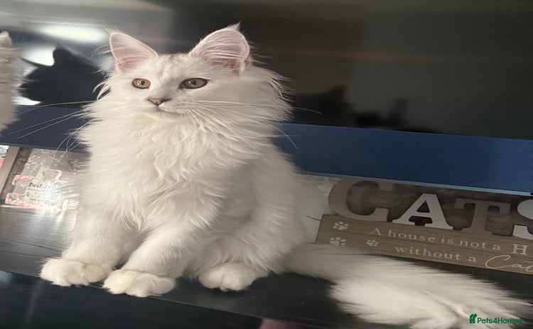 Maine Coon cats Purebred registered DNA clear Maine Coon Kitten - Advert 1