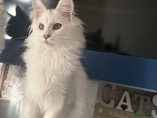 Maine Coon cats Purebred registered DNA clear Maine Coon Kitten - Advert 1