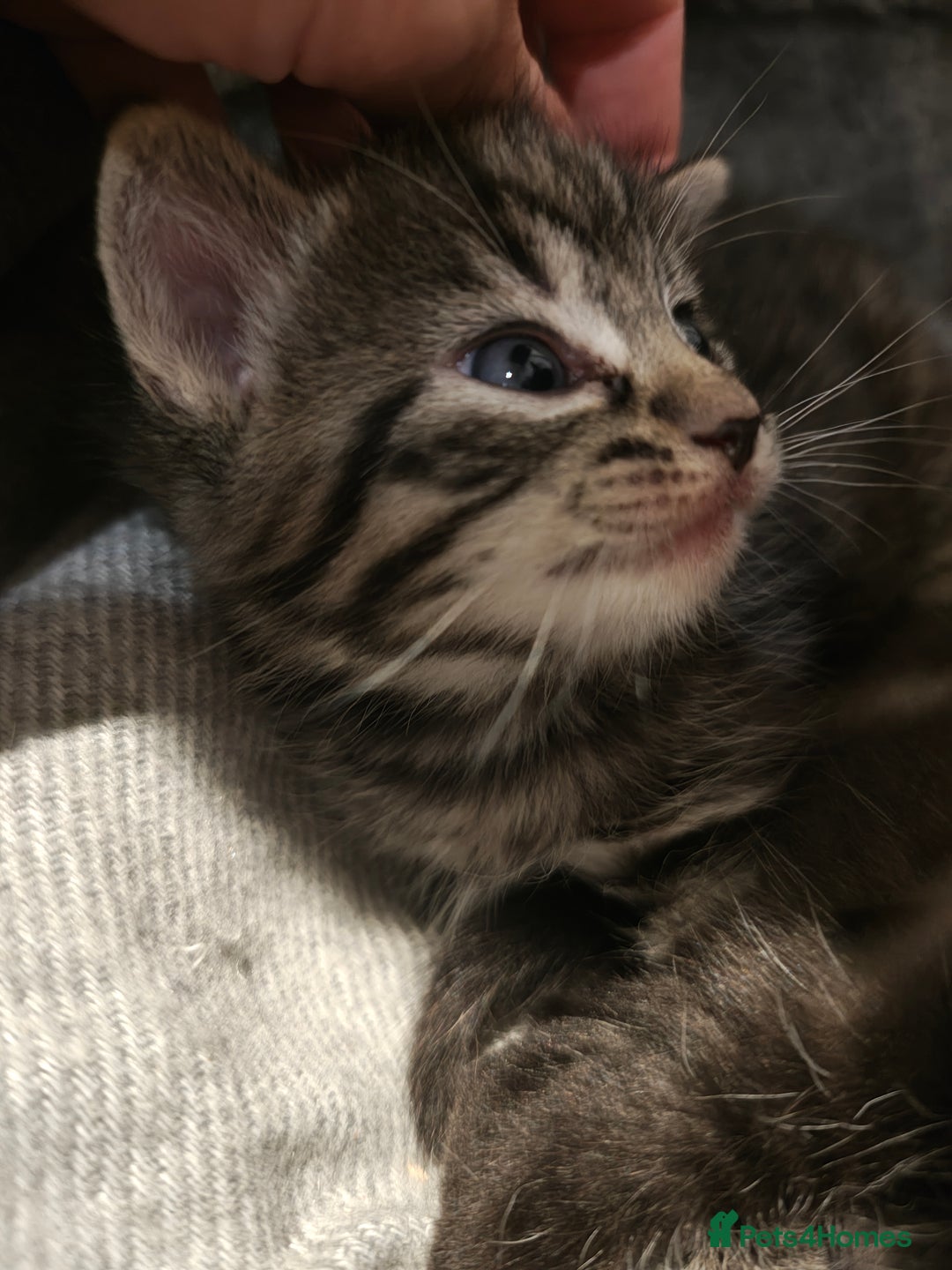 Mixed Breed cats for sale: Ragdoll (mum) X Tabby (dad) - blue eyes ! - Image 9