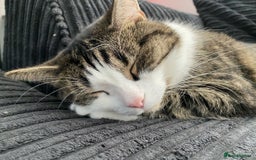 Domestic Shorthair cats for sale: Needs a forever loving home - Image 2