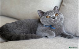 British Shorthair cats for sale: Beautiful boy  - Image 4