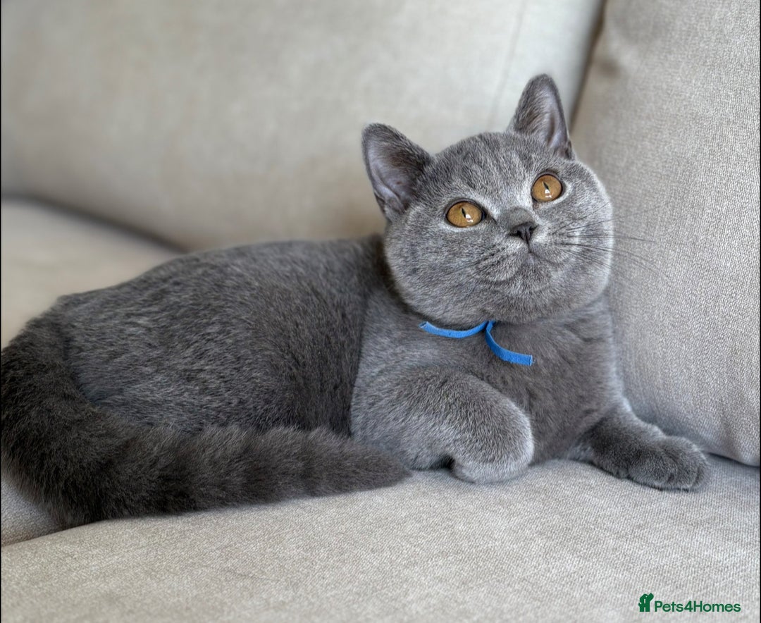 British Shorthair cats for sale: Beautiful boy  - Image 4