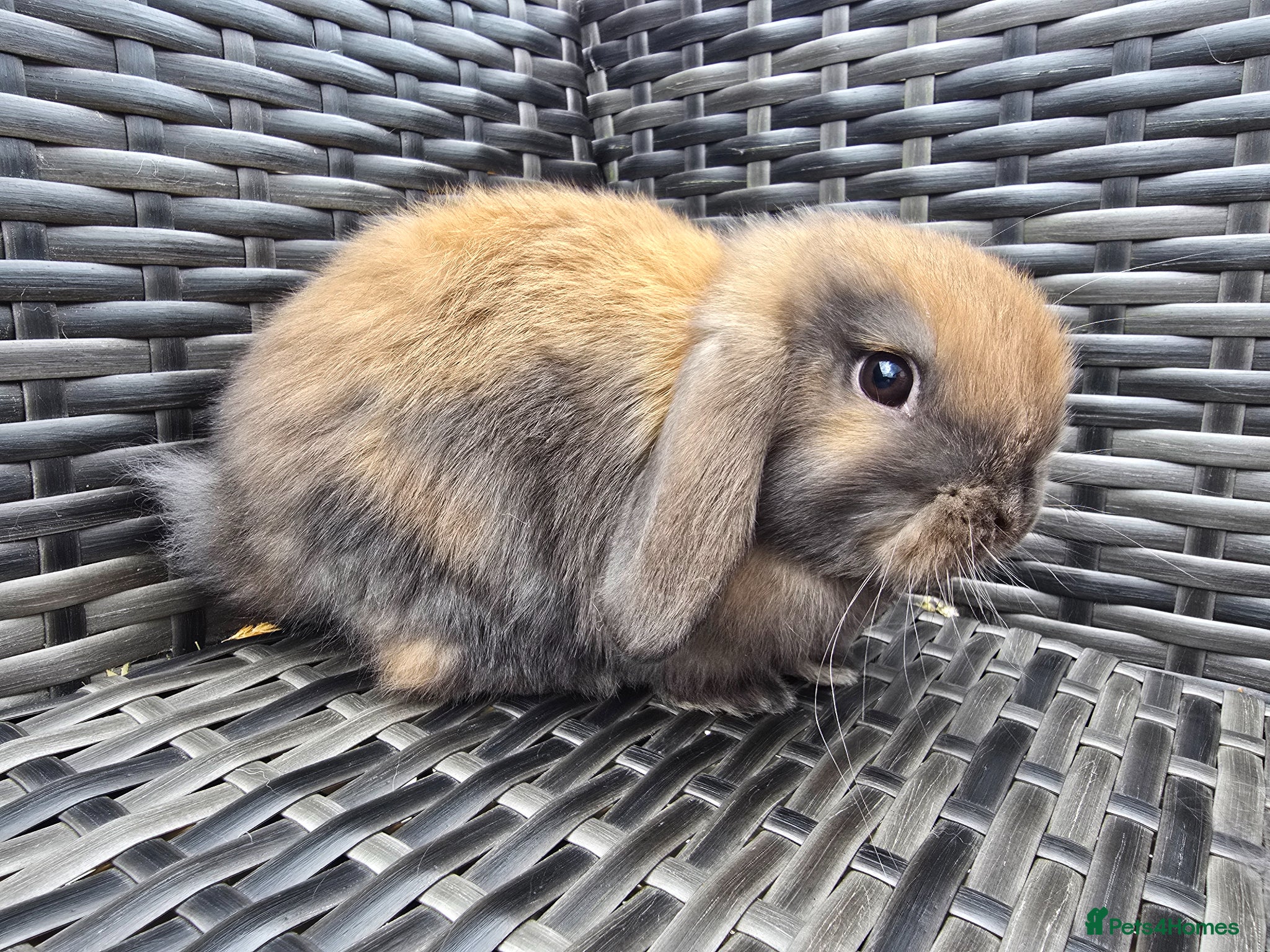 Mini Lop rabbits Beautiful Mini Lop Bunnies - Advert 2