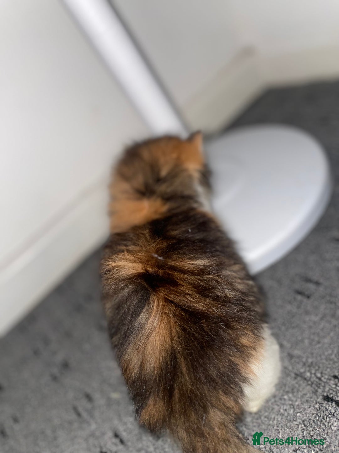 Siberian cats for sale: Kittens for sale bradford - Advert 21