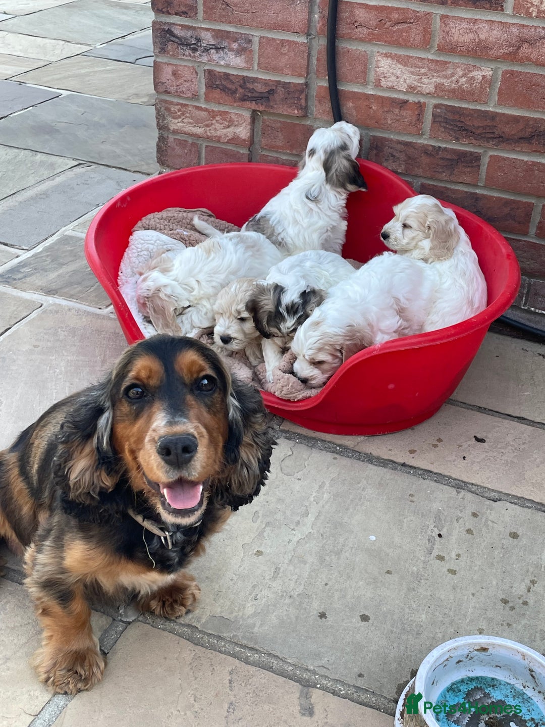 Cockapoo dogs for sale: Beautiful Cockapoo puppies - Image 5