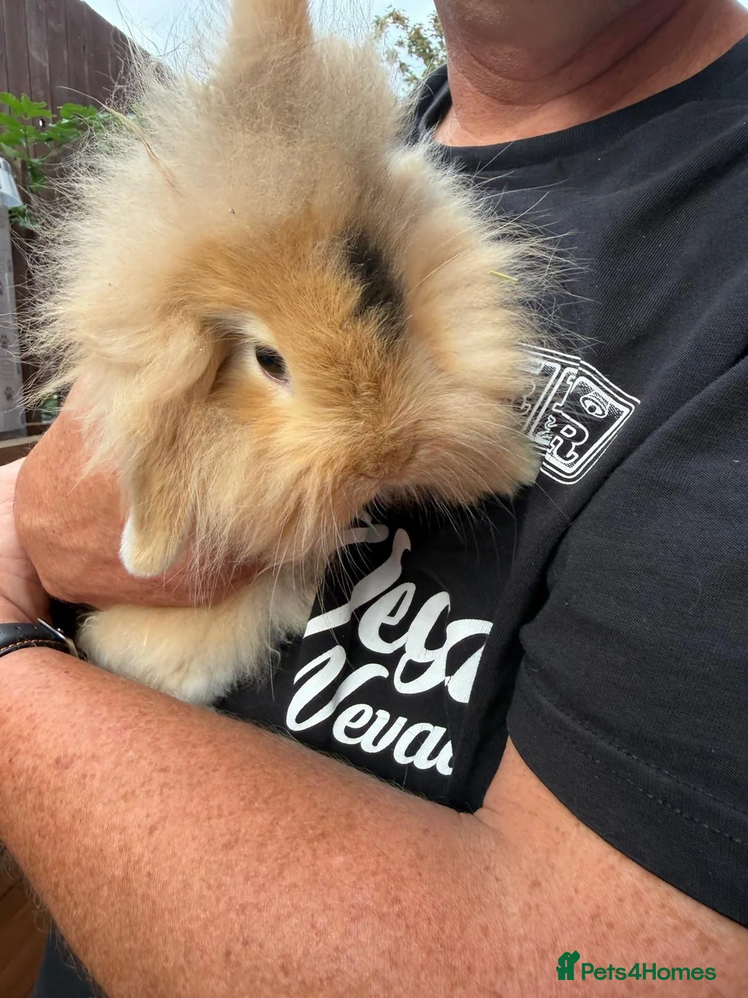 Mini Lion Lop rabbits for sale: Last male  mini lion lop  - Advert 2