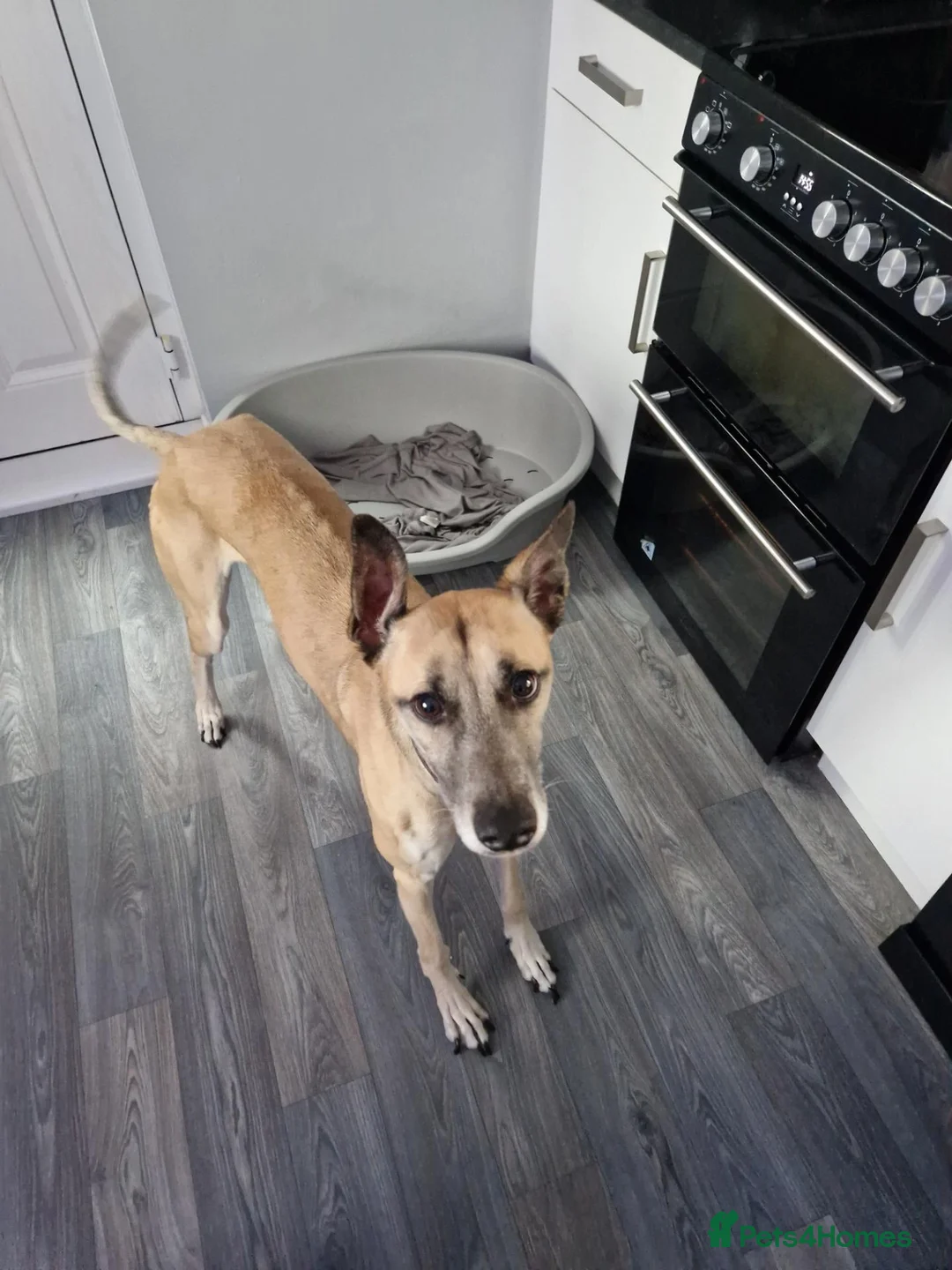 Whippet dogs for sale: Beautiful 3 year old boy needs forever home - Advert 2