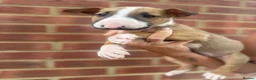 English Bull Terrier dogs for sale: ENGLISH BULL TERRIER PUPPYS - Advert 8