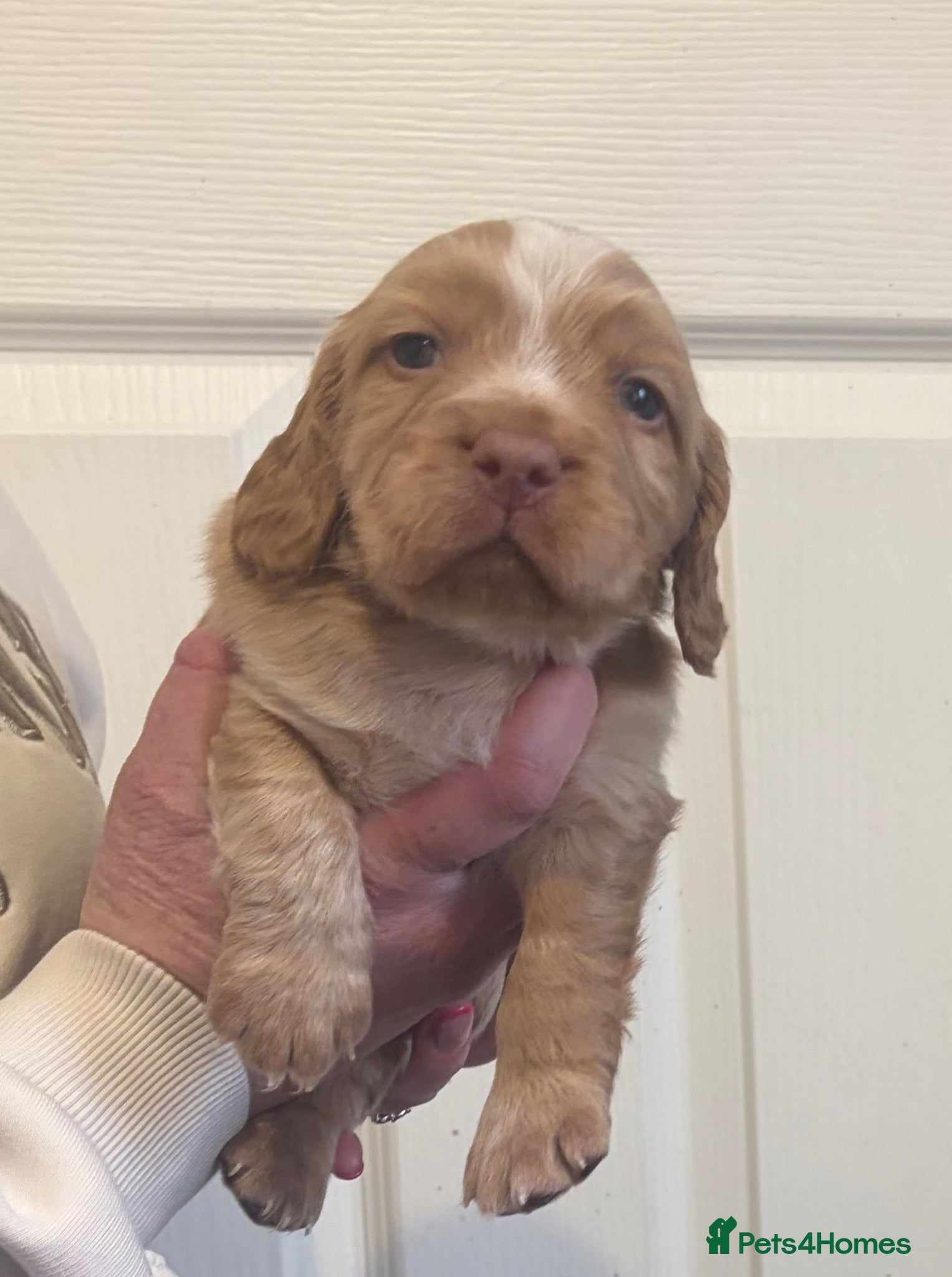 Cocker Spaniel dogs KC reg working cocker puppies  - Advert 1