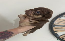 French Bulldog dogs for sale: Outstanding Frenchie’s!! Ready to go in 1 week - Image 10