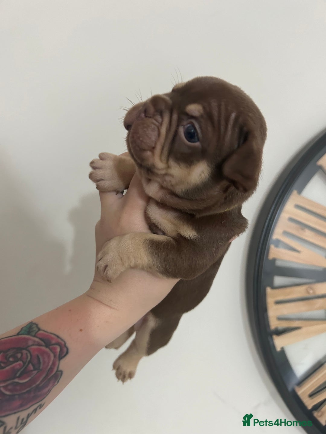 French Bulldog dogs for sale: Outstanding Frenchie’s!! Ready to go in 1 week - Image 10