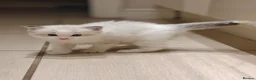 Ragdoll cats for sale: Most amazing ragdoll kitten - Advert 4