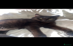 Domestic Shorthair cats for sale: Beautiful Persian mix black female cat  - Advert 4