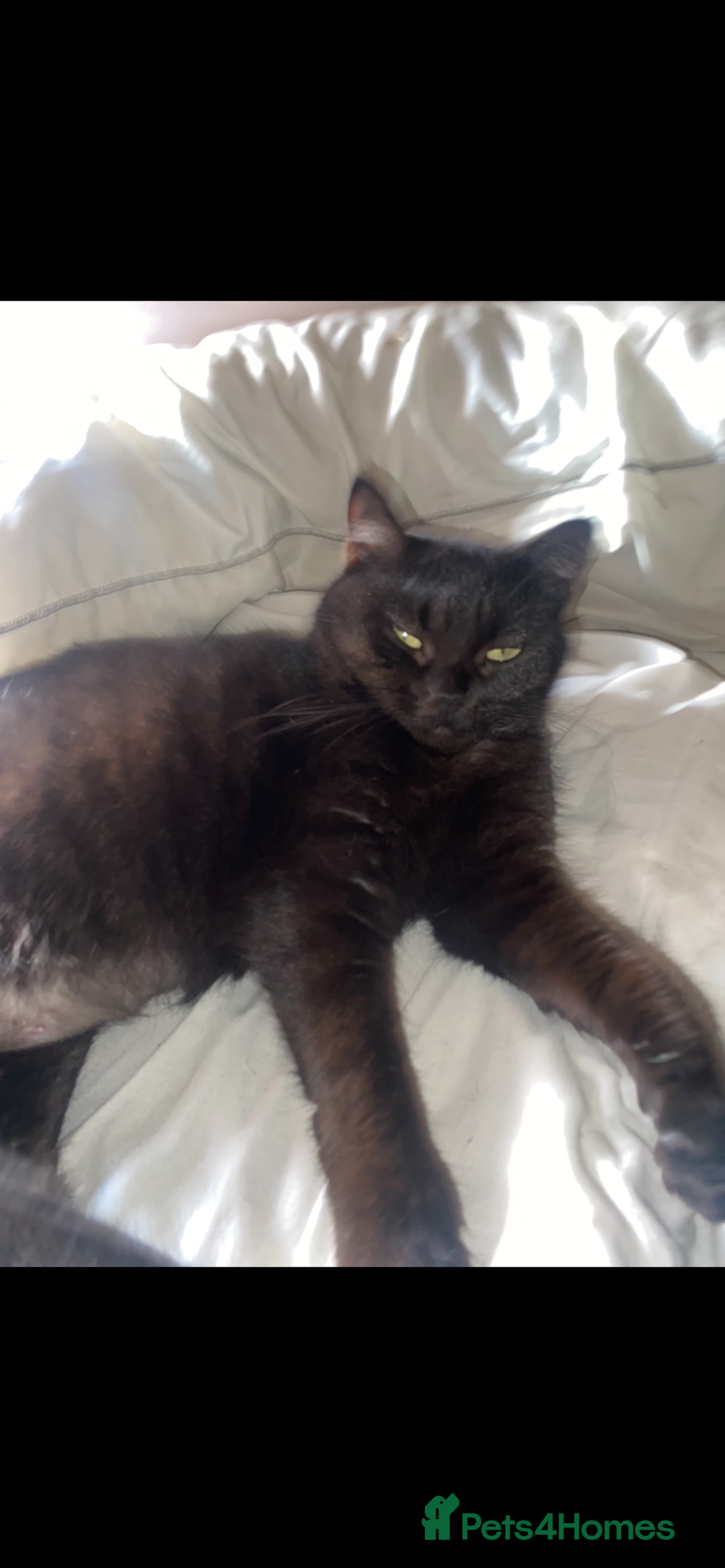 Domestic Shorthair cats for sale: Beautiful Persian mix black female cat  - Advert 4