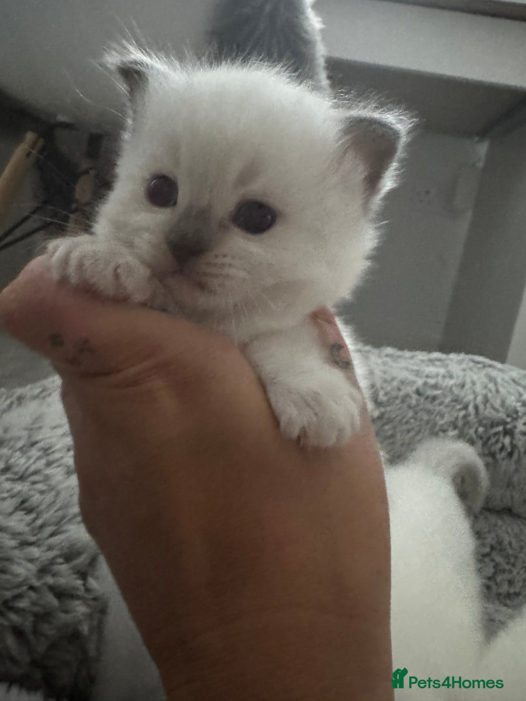 Ragdoll cats for sale: Absolutely Stunning litter of pure Ragdoll kittens - Advert 8