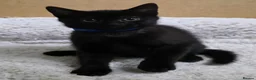 British Shorthair cats for sale: British Shorthair mix with Bombay cat - Advert 12