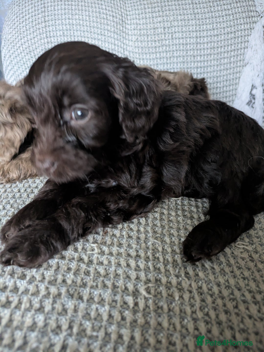 Cockapoo dogs for sale: STUNNING F1 COCKAPOO PUPPIES 2 FEMALES LEFT - Advert 18