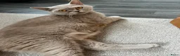 British Shorthair cats for sale: British Shorthair Kittens  - Advert 22