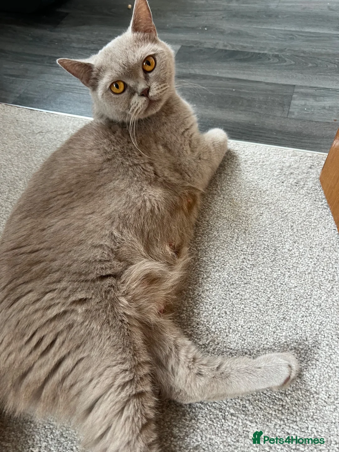 British Shorthair cats for sale: British Shorthair Kittens  - Advert 22