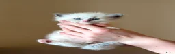 Ragdoll cats for sale: Exceptional Quality Ragdoll Kittens  - Advert 17