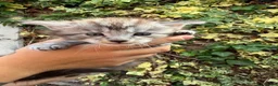 Maine Coon cats for sale: Pure Maine coon babies - Advert 7