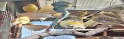 Canaries birds for sale: Canaries for sale - Advert 7