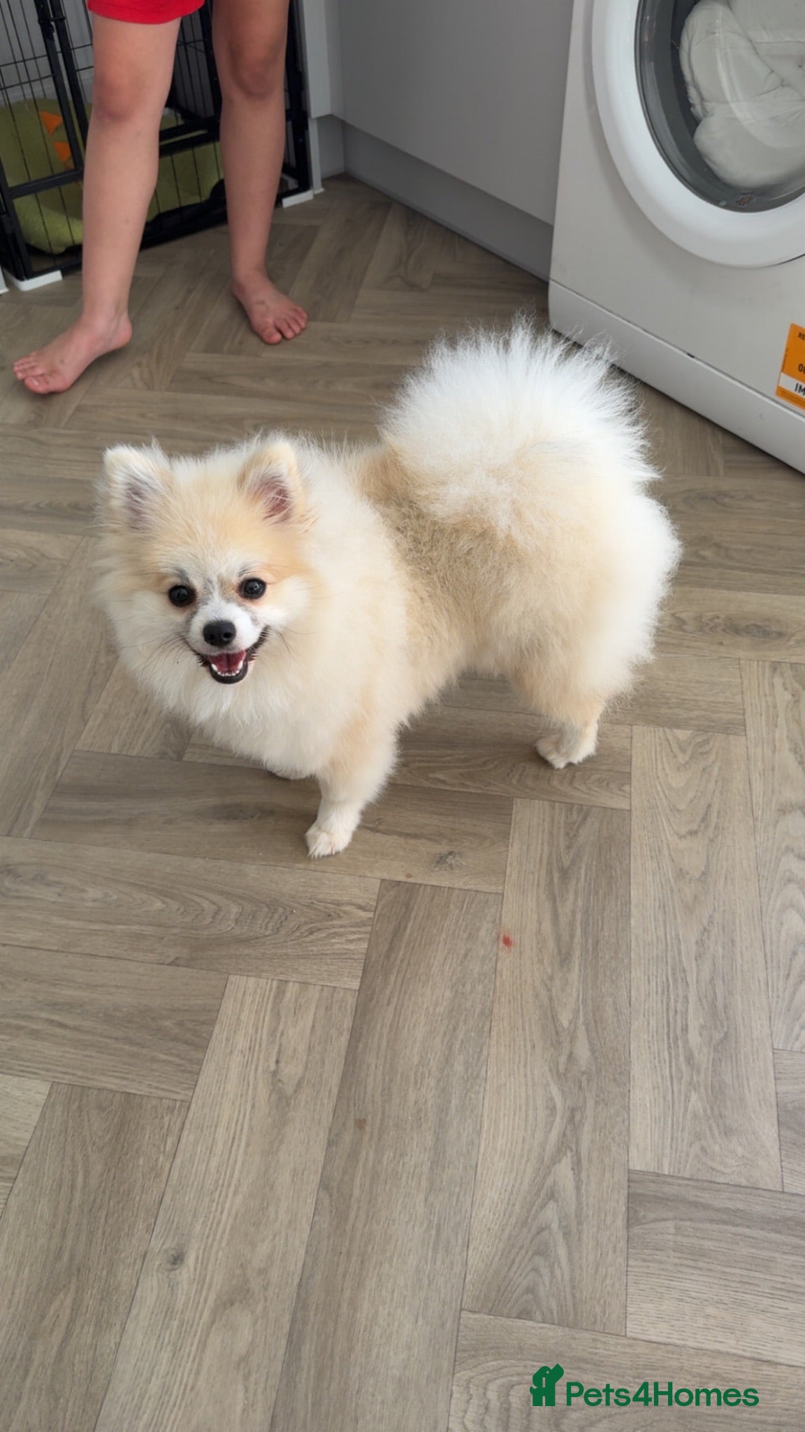 Pomeranian dogs Female Pomeranian 8 months  - Advert 1