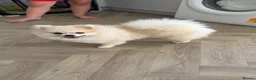 Pomeranian dogs for sale: Female Pomeranian 8 months  - Advert 2